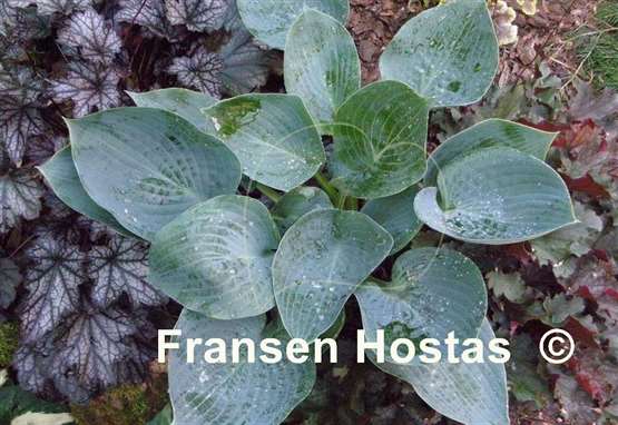 Hosta Cool Dreams